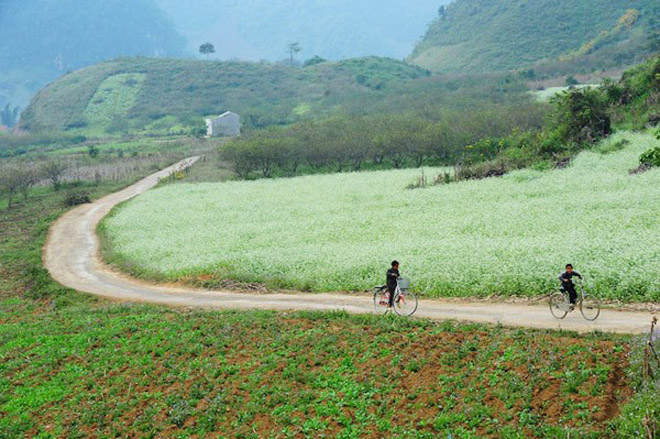 Những điểm ngắm hoa cải trắng tuyệt đẹp ở Mộc Châu