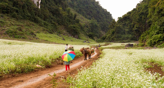 Hoa cải nở trắng núi đồi Mộc Châu