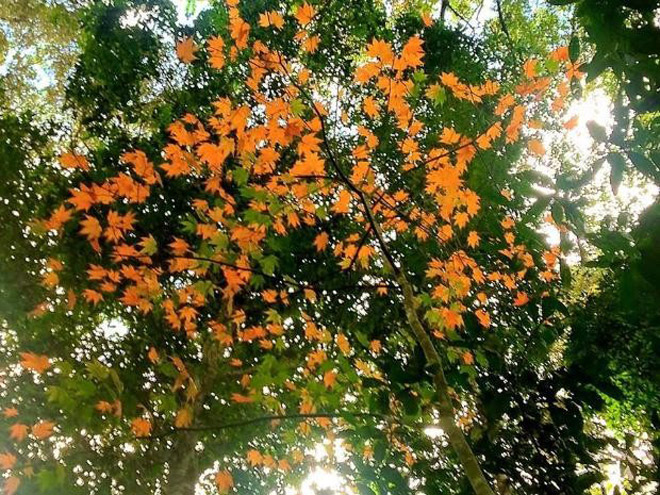 Ngắm lá phong Đà Lạt rực rỡ chớm đông Ngắm lá phong Đà Lạt rực rỡ chớm đông