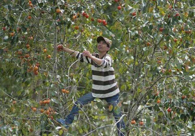 Ngắm lá phong Đà Lạt rực rỡ chớm đông Ngắm lá phong Đà Lạt rực rỡ chớm đông