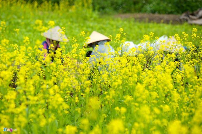Đồng hoa cải nở rộ ở Hà Nội Đồng hoa cải nở rộ ở Hà Nội