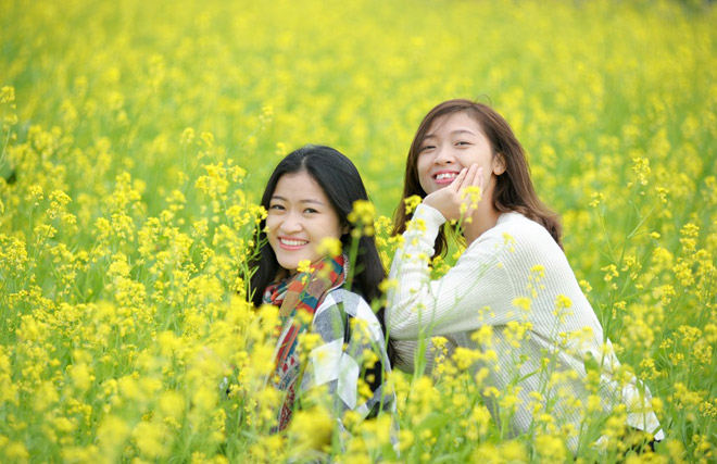Đồng hoa cải nở rộ ở Hà Nội Đồng hoa cải nở rộ ở Hà Nội