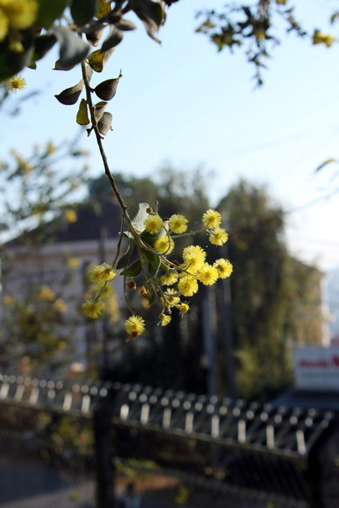 Đà Lạt mùa hoa mimosa