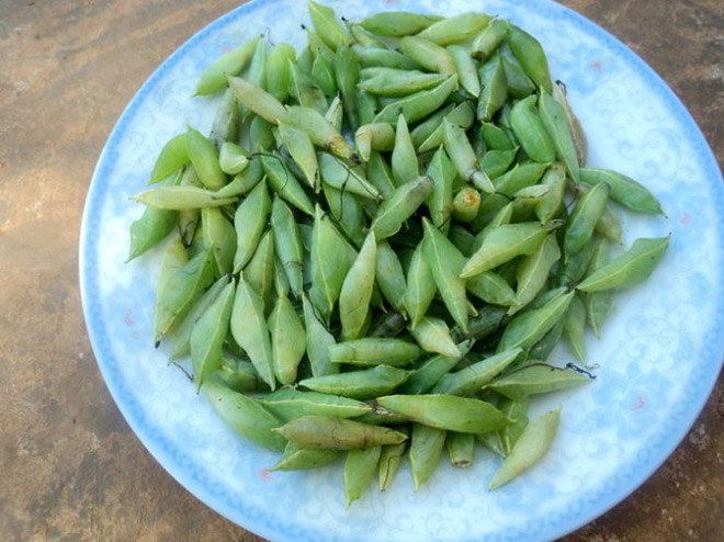 Tháng tư, về Đắk Lắk ăn sâu muồng Tháng tư, về Đắk Lắk ăn sâu muồng