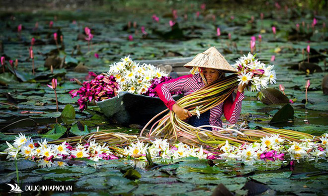 Những trải nghiệm không thể bỏ lỡ khi ghé miền Tây vào mùa nước nổi