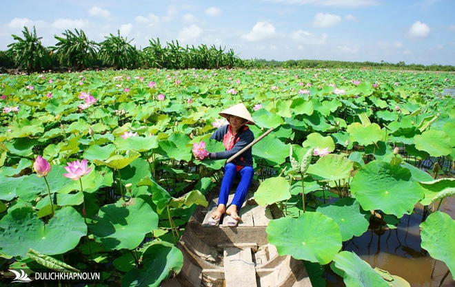Du lịch Đồng Tháp - Trải nghiệm khám phá xứ sen hồng - Ảnh 2 Du lịch Đồng Tháp - Trải nghiệm khám phá xứ sen hồng